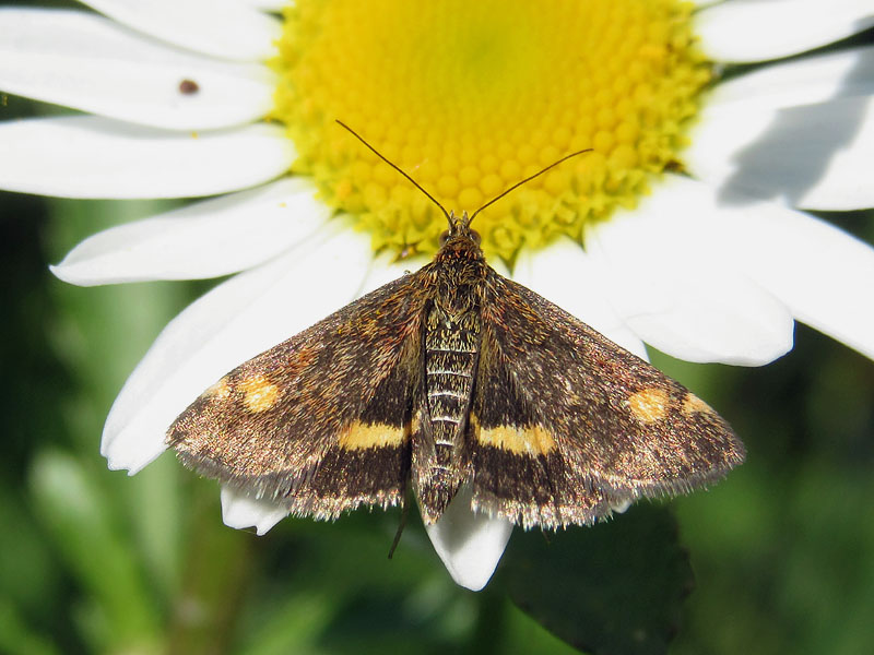 falena da identificare 2 - Pyrausta aurata, Crambidae